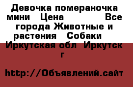 Девочка помераночка мини › Цена ­ 50 000 - Все города Животные и растения » Собаки   . Иркутская обл.,Иркутск г.